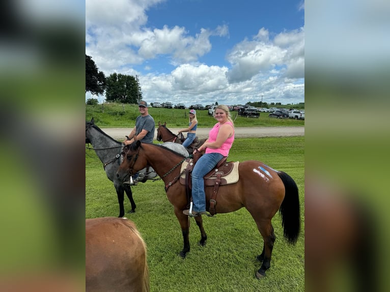 American Quarter Horse Castrone 6 Anni 150 cm Baio ciliegia in Clearmont, MO