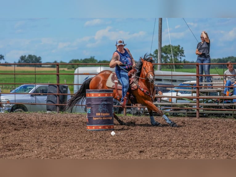 American Quarter Horse Castrone 6 Anni 150 cm Baio ciliegia in Clearmont, MO