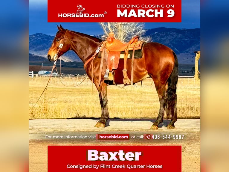 American Quarter Horse Castrone 6 Anni 150 cm Baio ciliegia in Drummond