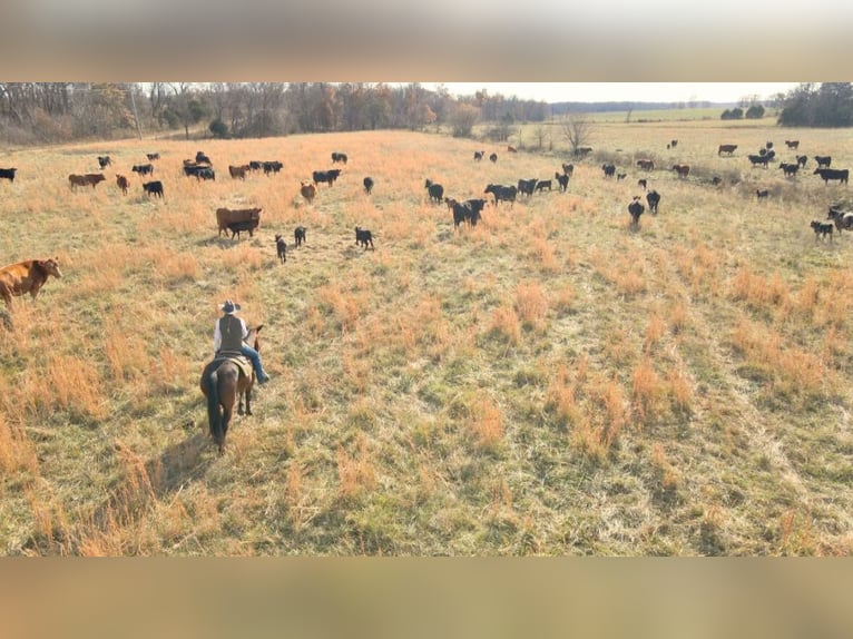 American Quarter Horse Castrone 6 Anni 150 cm Baio ciliegia in Lamar, MO