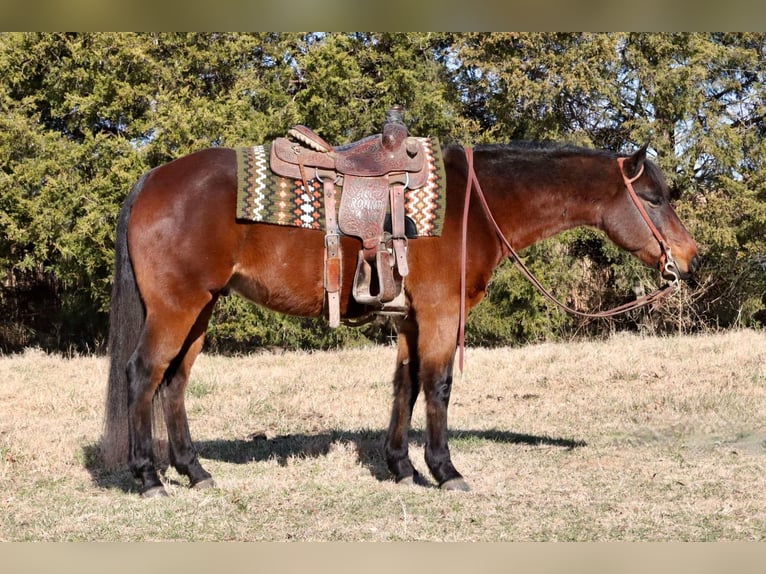 American Quarter Horse Castrone 6 Anni 150 cm Baio ciliegia in Lamar, MO