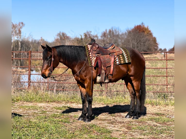 American Quarter Horse Castrone 6 Anni 150 cm Baio ciliegia in Lamar, MO