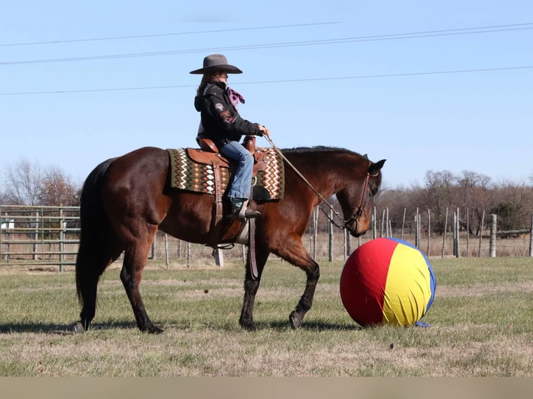 American Quarter Horse Castrone 6 Anni 150 cm Baio ciliegia in Lamar, MO