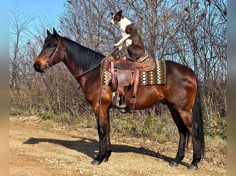 American Quarter Horse Castrone 6 Anni 150 cm Baio ciliegia in Lamar, MO