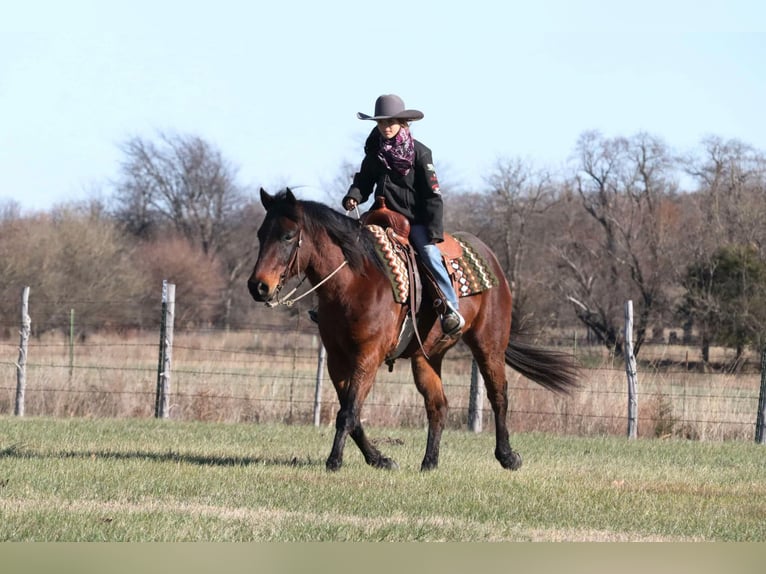 American Quarter Horse Castrone 6 Anni 150 cm Baio ciliegia in Lamar, MO