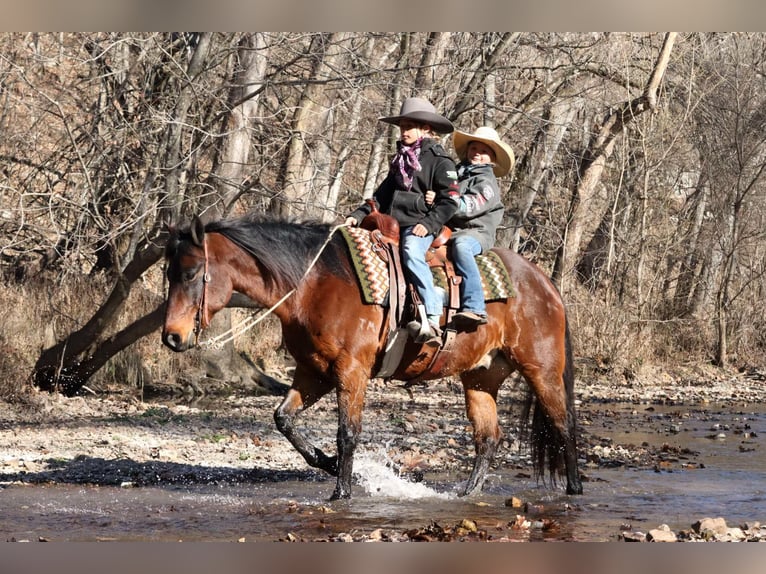 American Quarter Horse Castrone 6 Anni 150 cm Baio ciliegia in Lamar, MO