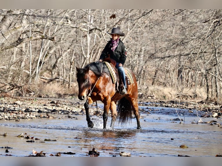 American Quarter Horse Castrone 6 Anni 150 cm Baio ciliegia in Lamar, MO