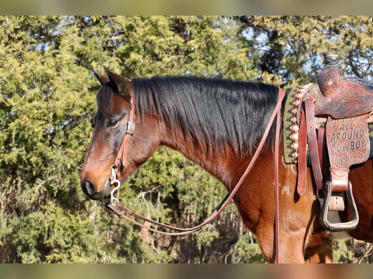 American Quarter Horse Castrone 6 Anni 150 cm Baio ciliegia in Lamar, MO