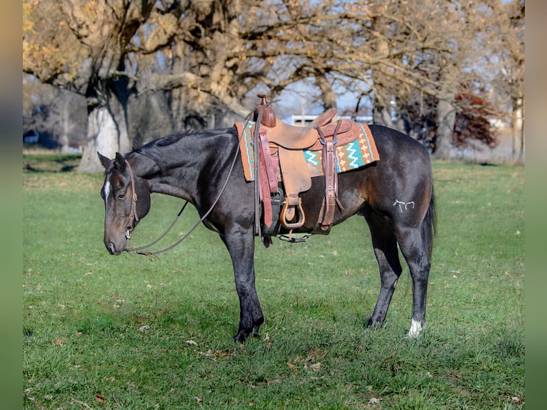 American Quarter Horse Castrone 6 Anni 150 cm Baio ciliegia in Wykoff