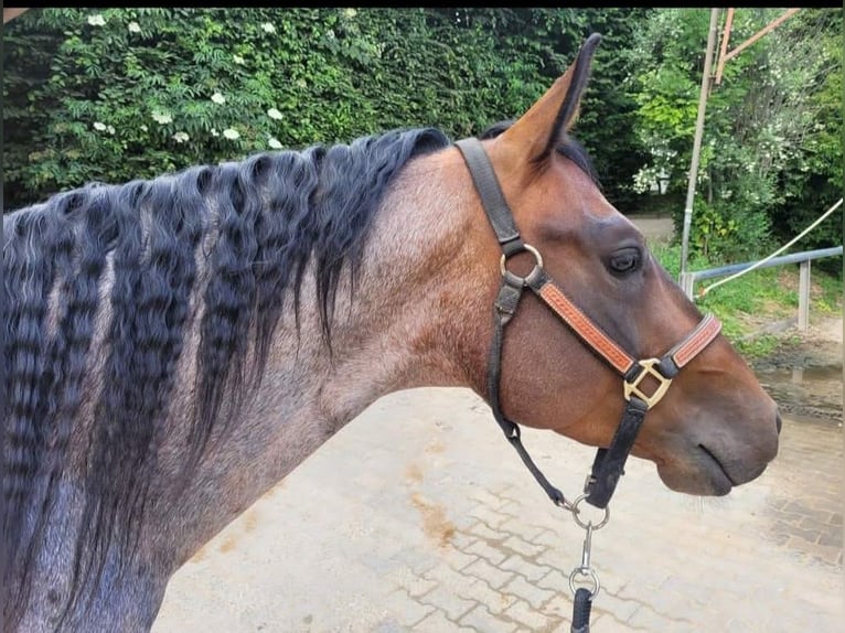 American Quarter Horse Castrone 6 Anni 150 cm Baio roano in Nidderau