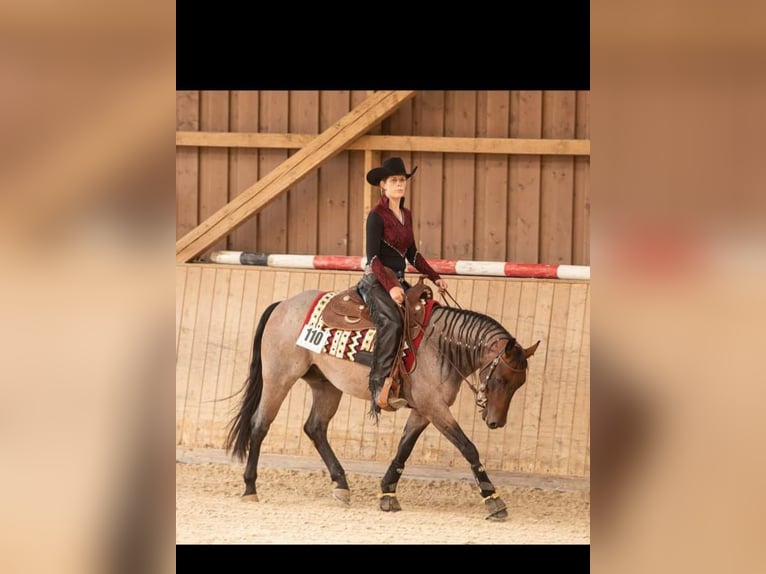 American Quarter Horse Castrone 6 Anni 150 cm Baio roano in Nidderau