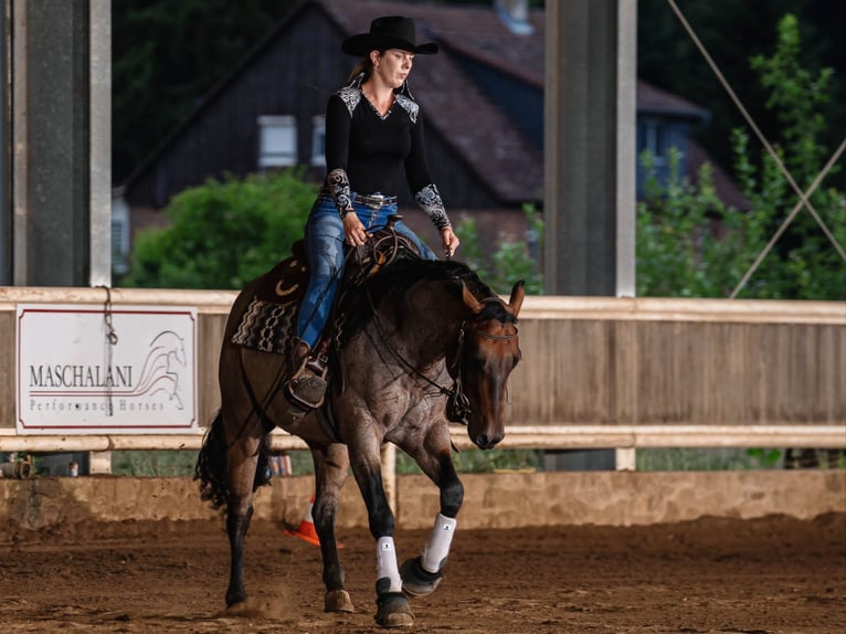 American Quarter Horse Castrone 6 Anni 150 cm Baio roano in Nidderau