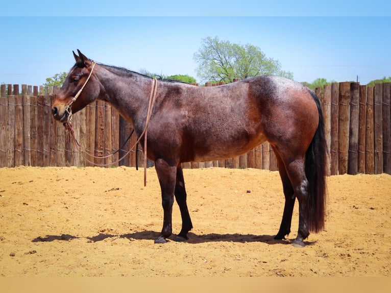 American Quarter Horse Castrone 6 Anni 150 cm Baio roano in jOSHUA tx