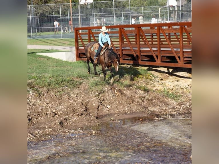 American Quarter Horse Castrone 6 Anni 150 cm Baio roano in Cleburne TX