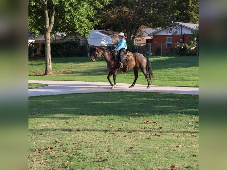 American Quarter Horse Castrone 6 Anni 150 cm Baio roano in Cleburne TX