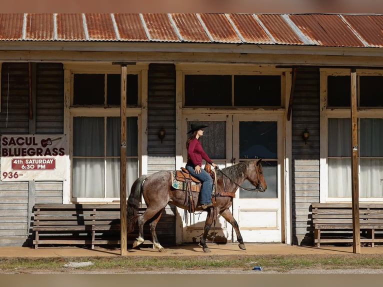 American Quarter Horse Castrone 6 Anni 150 cm Baio roano in Rusk Tx