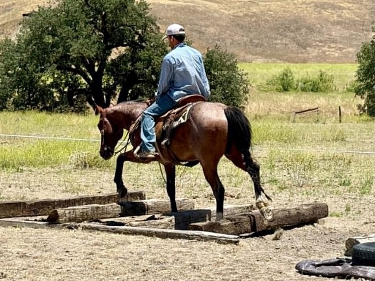 American Quarter Horse Castrone 6 Anni 150 cm Baio roano in Tres Pinos