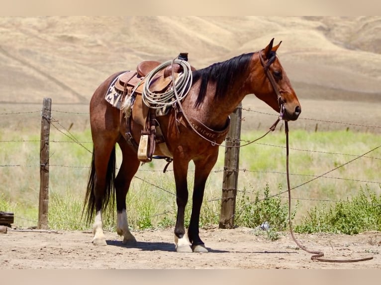 American Quarter Horse Castrone 6 Anni 150 cm Baio roano in Tres Pinos