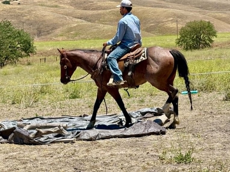 American Quarter Horse Castrone 6 Anni 150 cm Baio roano in Tres Pinos