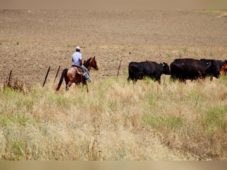 American Quarter Horse Castrone 6 Anni 150 cm Baio roano in Tres Pinos