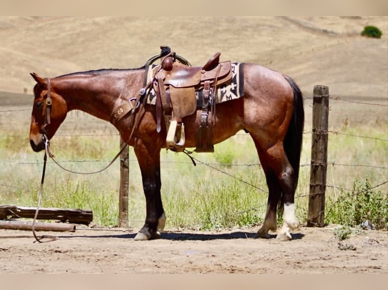 American Quarter Horse Castrone 6 Anni 150 cm Baio roano in Tres Pinos