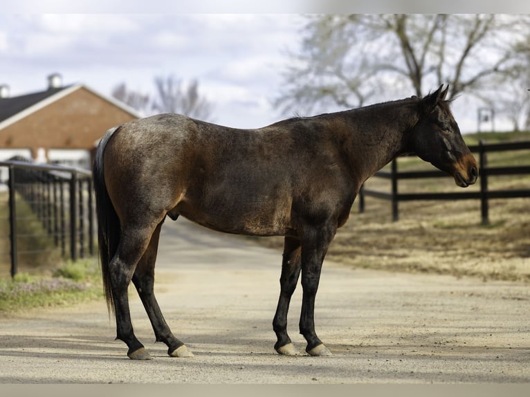 American Quarter Horse Castrone 6 Anni 150 cm Baio roano in Greenbrier