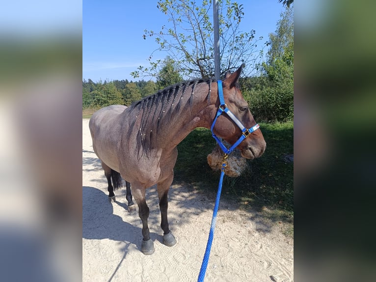 American Quarter Horse Castrone 6 Anni 150 cm Baio roano in Nidderau