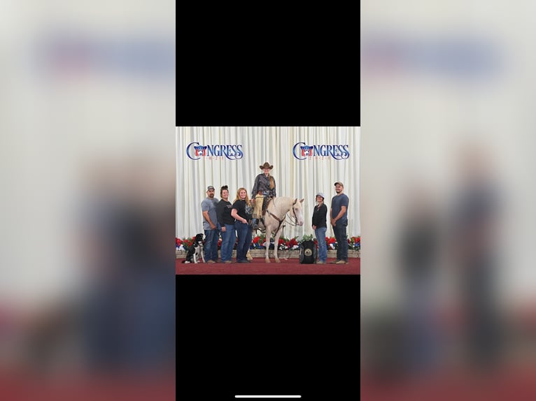 American Quarter Horse Castrone 6 Anni 150 cm Cremello in Andover