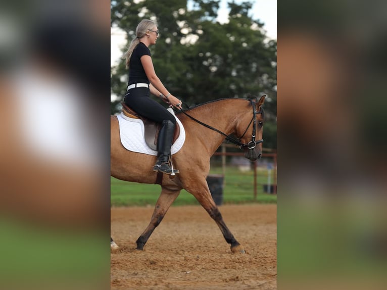 American Quarter Horse Castrone 6 Anni 150 cm Falbo in Quitman AR