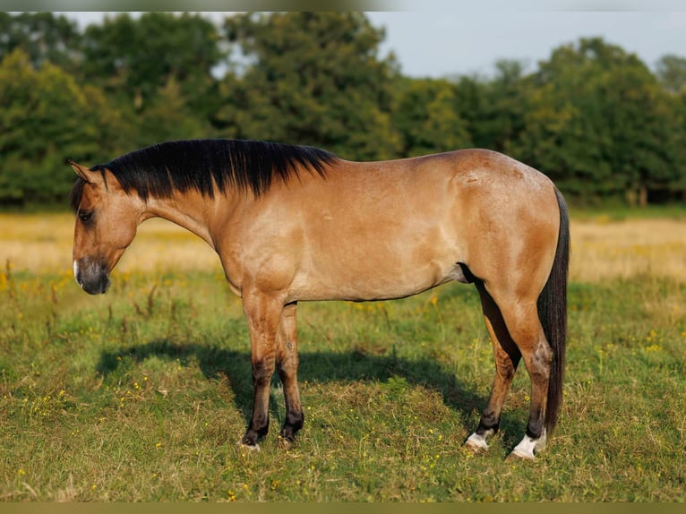 American Quarter Horse Castrone 6 Anni 150 cm Falbo in Quitman AR