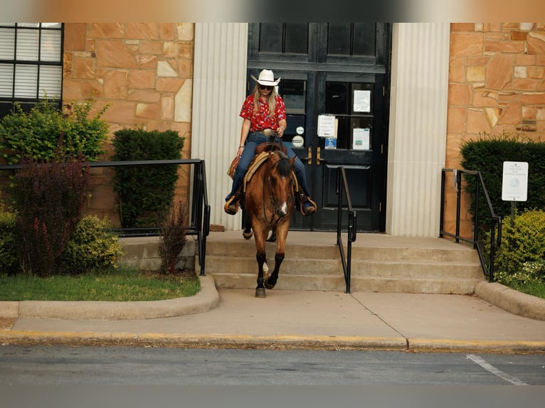 American Quarter Horse Castrone 6 Anni 150 cm Falbo in Quitman AR
