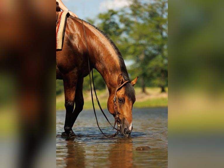 American Quarter Horse Castrone 6 Anni 150 cm Falbo in Quitman AR
