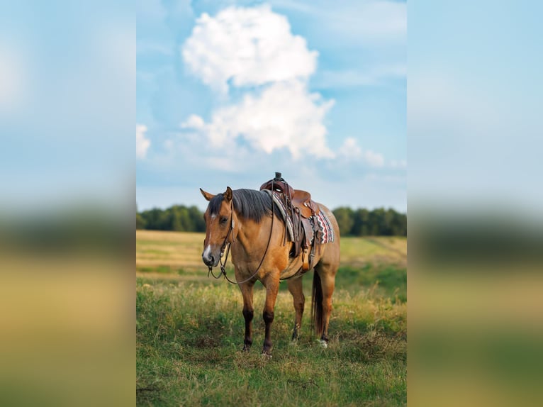 American Quarter Horse Castrone 6 Anni 150 cm Falbo in Quitman AR