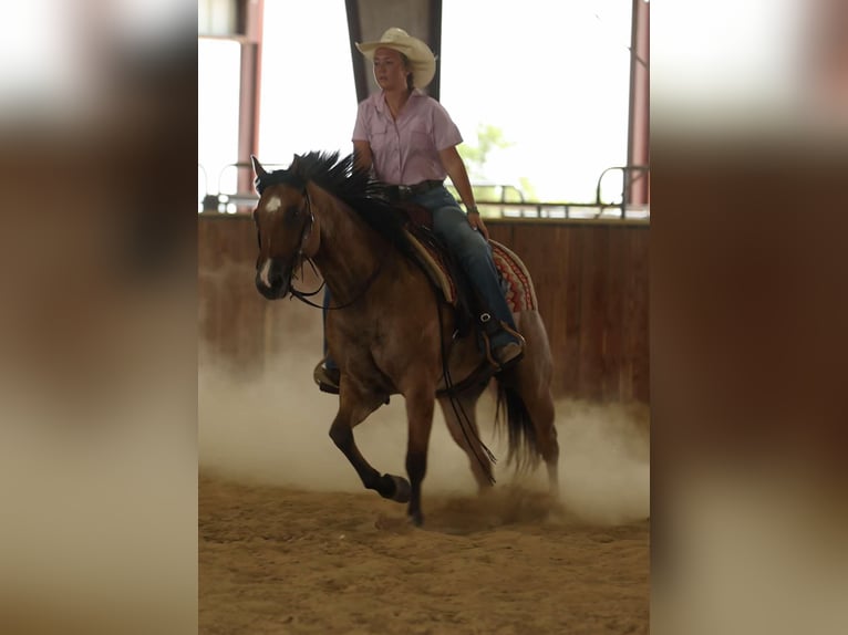 American Quarter Horse Castrone 6 Anni 150 cm Falbo in Quitman AR