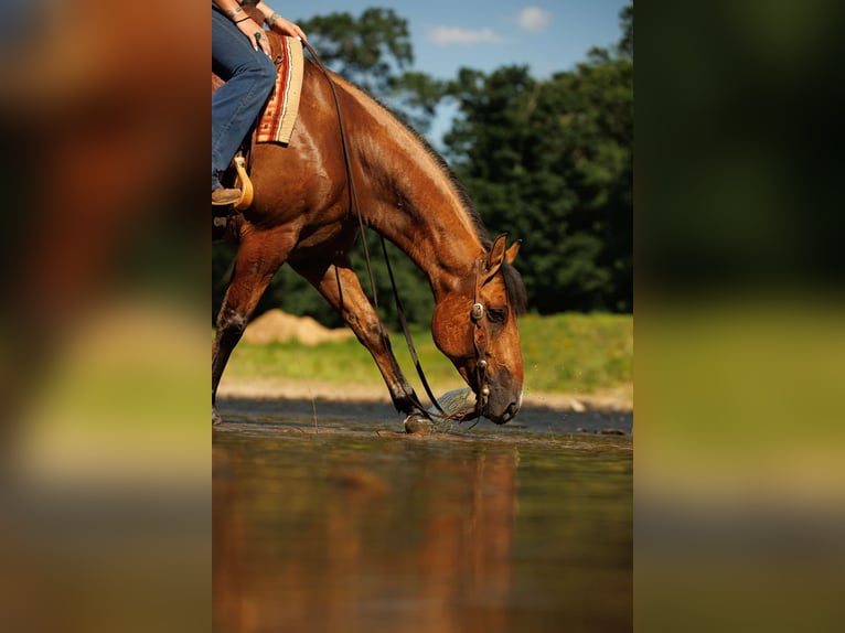 American Quarter Horse Castrone 6 Anni 150 cm Falbo in Quitman AR