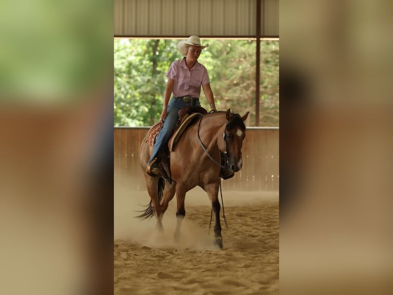 American Quarter Horse Castrone 6 Anni 150 cm Falbo in Quitman AR