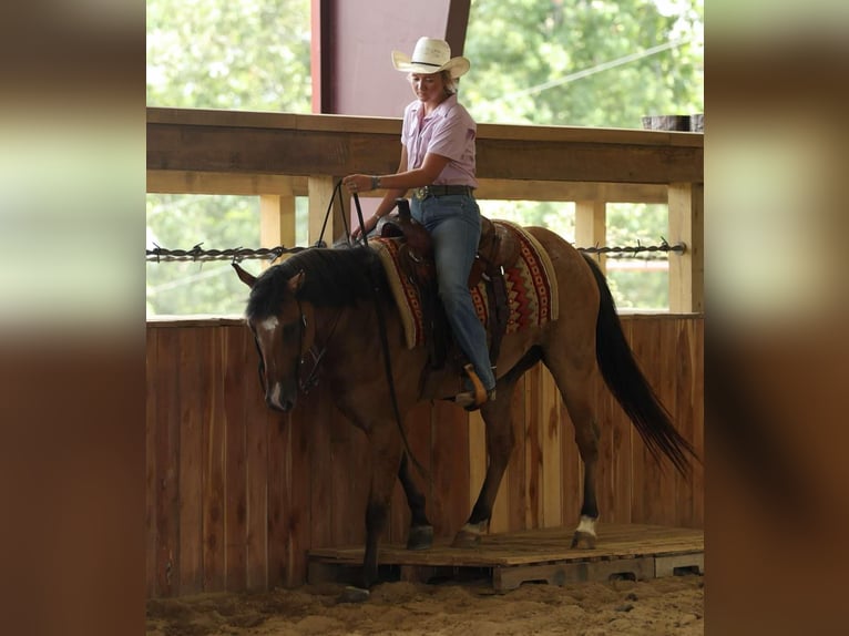 American Quarter Horse Castrone 6 Anni 150 cm Falbo in Quitman AR