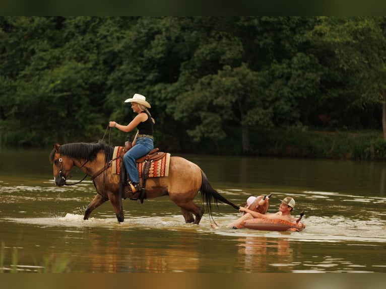 American Quarter Horse Castrone 6 Anni 150 cm Falbo in Quitman AR