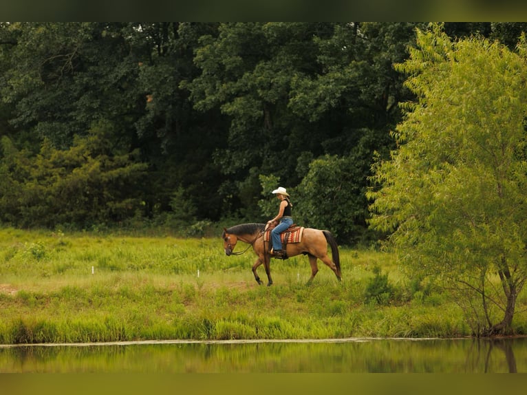 American Quarter Horse Castrone 6 Anni 150 cm Falbo in Quitman AR