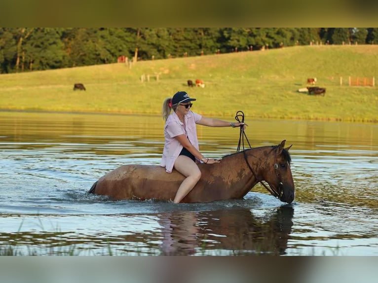 American Quarter Horse Castrone 6 Anni 150 cm Falbo in Quitman AR