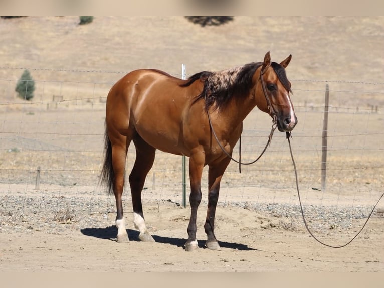 American Quarter Horse Castrone 6 Anni 150 cm Falbo in Paicines