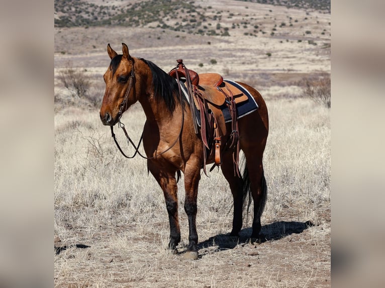 American Quarter Horse Castrone 6 Anni 150 cm Falbo in Camp Verde, AZ