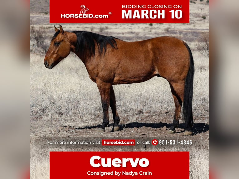 American Quarter Horse Castrone 6 Anni 150 cm Falbo in Camp Verde, AZ