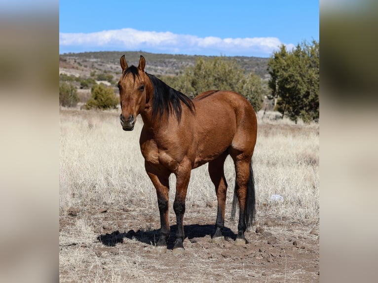 American Quarter Horse Castrone 6 Anni 150 cm Falbo in Camp Verde, AZ