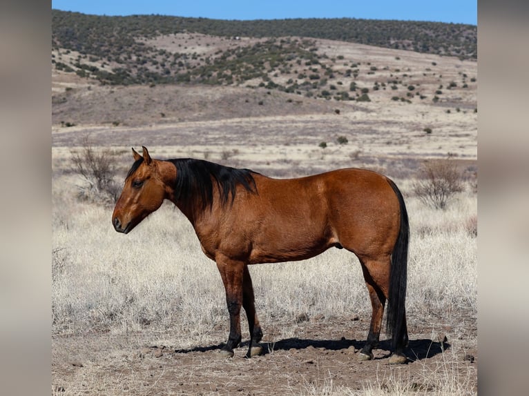 American Quarter Horse Castrone 6 Anni 150 cm Falbo in Camp Verde, AZ