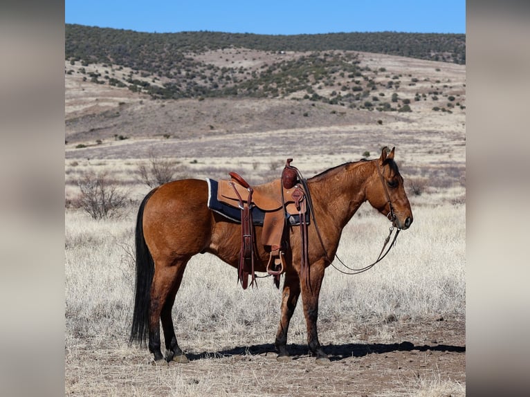 American Quarter Horse Castrone 6 Anni 150 cm Falbo in Camp Verde, AZ