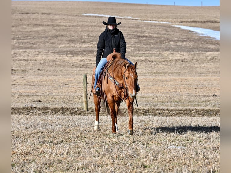 American Quarter Horse Castrone 6 Anni 150 cm Falbo in Clarion, PA