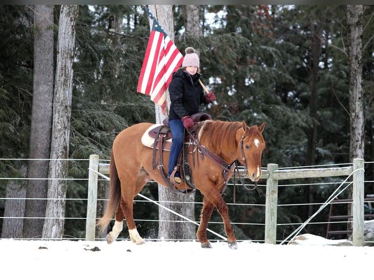 American Quarter Horse Castrone 6 Anni 150 cm Falbo in Clarion, PA