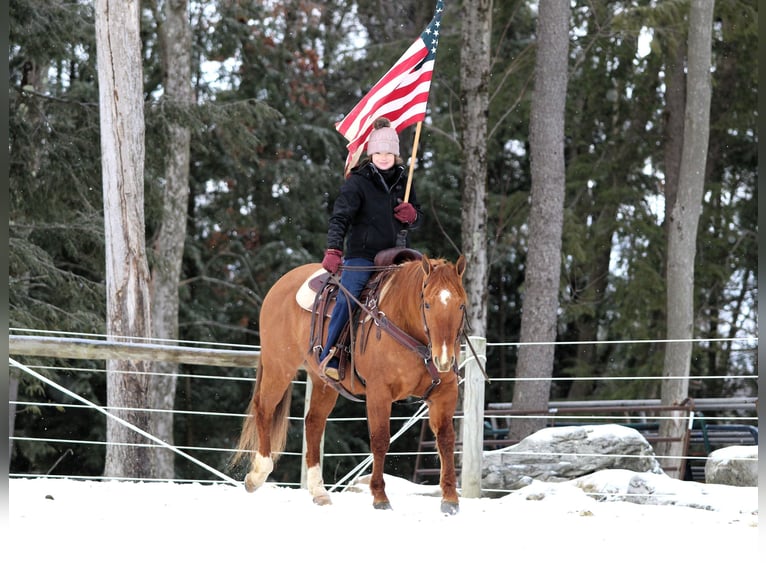 American Quarter Horse Castrone 6 Anni 150 cm Falbo in Clarion, PA