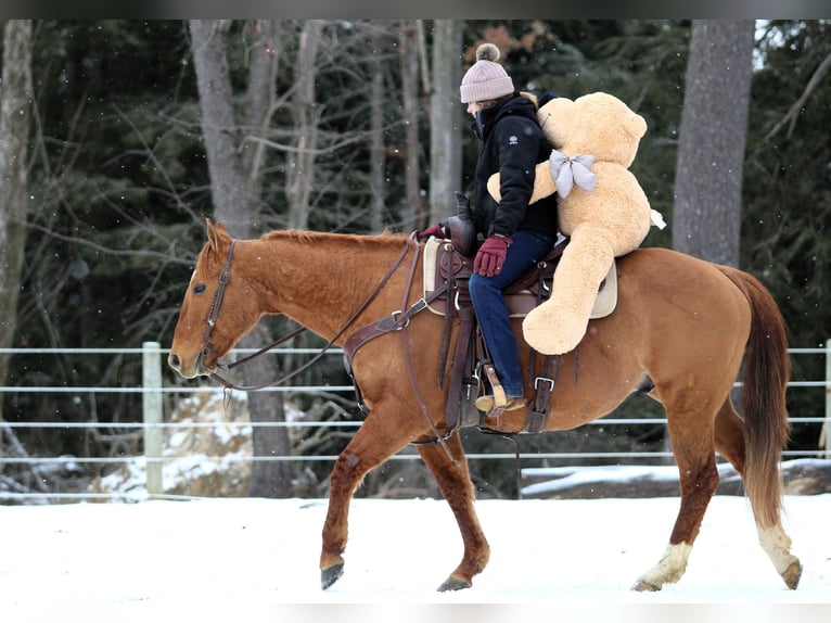 American Quarter Horse Castrone 6 Anni 150 cm Falbo in Clarion, PA